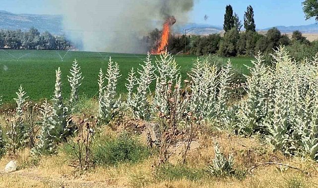 Bingöl'de ağaçlık alanda korkutan yangın