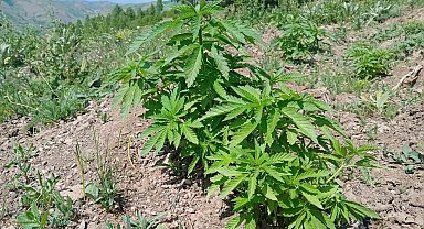Bingöl'de kenevir ve kaçak tütün ele geçirildi
