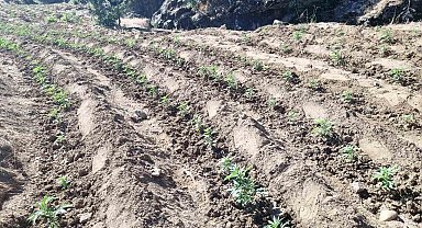 Bingöl'de uyuşturucu üretimine geçit yok