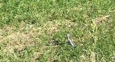 Bingöl'de yılanların dansı kamerada