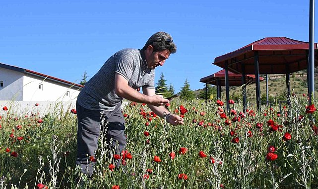 Binlerce gelincik doğayı adeta kırmızıya boyadı