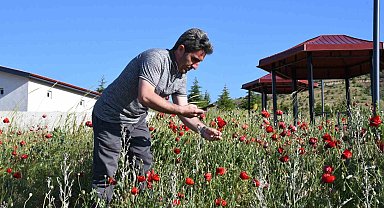Binlerce gelincik doğayı adeta kırmızıya boyadı