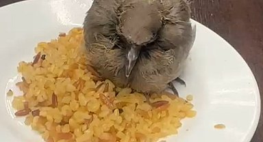 Bitkin düşen kuşu esnaf yemek ve suyla besledi