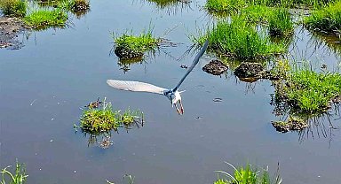 Bitlis'in sulak alanları kuş cennetini andırıyor