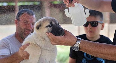 Bölgenin kabusu olan kenelerden korunmak için doğal karışım hazırladı