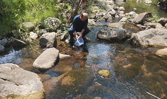 Bolu'da 12 bin kırmızı benekli alabalık yavrusu orman içi derelere bırakıldı