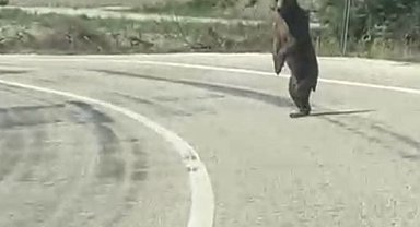 Bolu'da kara yoluna çıkan ayı cep telefonuna yansıdı