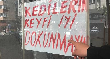 Boş dükkanda bulunan kediler ilginç bir tartışmaya yol açtı