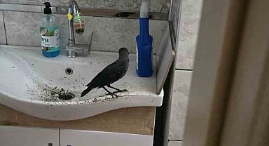 Boş eve girerek mahsur kalan yavru karga kurtarıldı