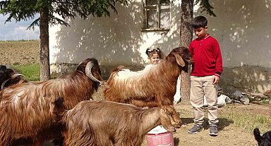 Boş vakitlerinde çobanlık yapan 11 yaşındaki Emir Ali Dişlioğlu, bursluluk sınavından 500 tam puan aldı