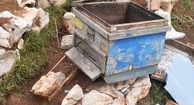 Bozkır'da ayılar arı kovanlarına zarar verdi