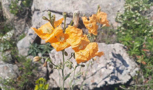 Bozkır'ın yüksek rakımlı yaylalarındaki bitki florası araştırıldı