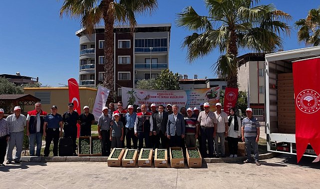 Buharkent'te domates fideleri üreticilere teslim edildi