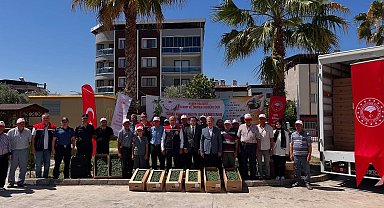 Buharkent'te domates fideleri üreticilere teslim edildi