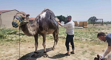 Buldan'da şampiyon deveye yaz bakımı