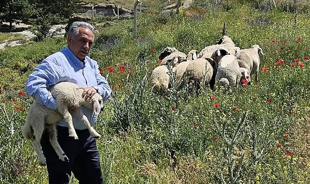 Bulunan küçükbaş hayvanlar Talas Belediyesi'nde koruma altına alındı
