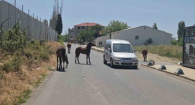 Bunlar da sokak atları: Sürücülere zorluk çıkardılar