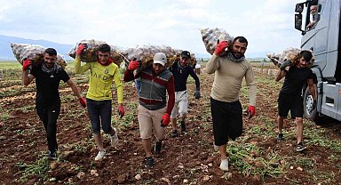 Bunlar özel işçiler: Günlük 250-300 ton patates yükleyip 2 bin 500 TL kazanıyorlar