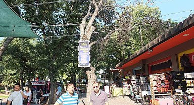 Burhaniye' de kuruyan ağaçlar tehlike saçıyor