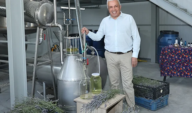 Bursa Nilüfer'de lavanta hasadı başladı