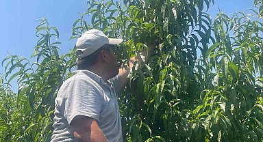 Bursa şeftalisi sezona dalında 50 lirayla başladı