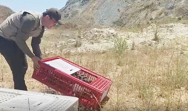 Bursa'da 100 keklik doğaya bırakıldı