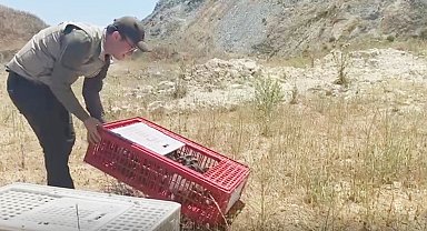 Bursa'da 100 keklik doğaya bırakıldı