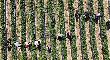 Bursa'da 'kırmızı elmas' hasadı başladı