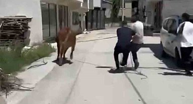 Bursa'da dana ipi kopardı, şehirde mini maraton başladı