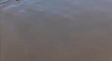 Bursa'da karaya vuran yunus kurtarıldı