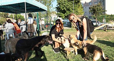 Bursa'da Sahiplendirme Şenliği