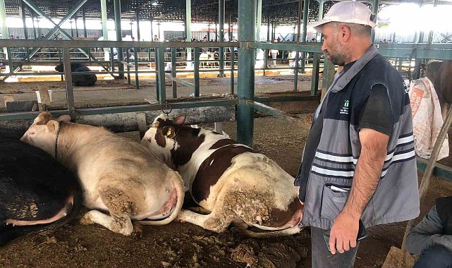 Büyükbaş hayvanlar kendi maliyetlerini çıkarmıyor