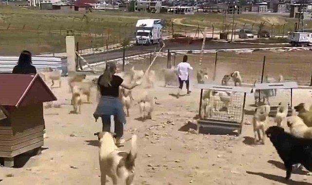 Büyükşehir Belediyesi bünyesinde faaliyet gösteren hayvan barınağında dehşete düşüren görüntüler