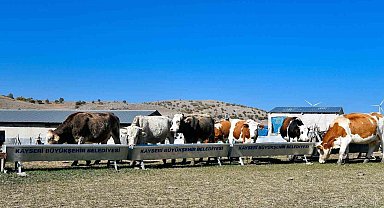 Büyükşehir'den hayvancılığa destek başvurularında dijital kolaylık: su desteği başvuruları artık online