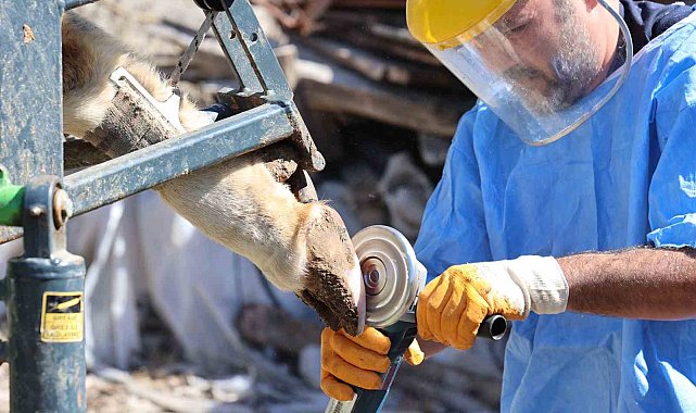 Büyükşehir'den tarım ve hayvancılığa can suyu
