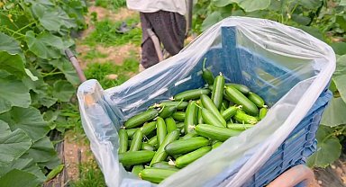 Çameli, Güney Kore sahnesinden dünyaya tanıtıldı