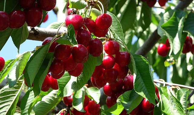 Çanakkale'de bu yıl kirazda 10 bin ton rekolte elde edildi
