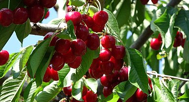 Çanakkale'de bu yıl kirazda 10 bin ton rekolte elde edildi
