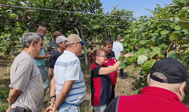 Çanakkale'de kahverengi kokarcalara karşı doğaya samuray arısı salındı