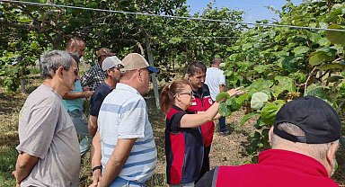 Çanakkale'de kahverengi kokarcalara karşı doğaya samuray arısı salındı