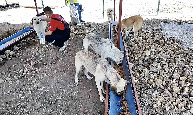 Çanakkale'de sahipsiz hayvanlar için bakımevi ve doğal yaşam alanı açıldı