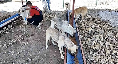 Çanakkale'de sahipsiz hayvanlar için bakımevi ve doğal yaşam alanı açıldı