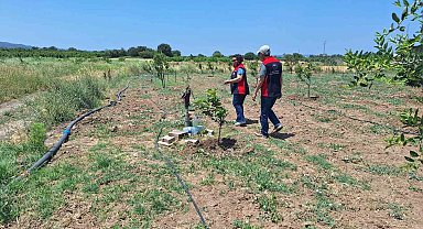 Çanakkale'de tarımsal sulama elektrik aboneliği olan tarım arazileri denetleniyor