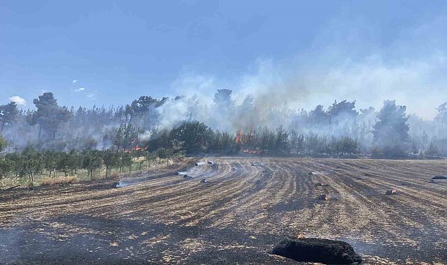 Çanakkale'deki orman yangını kontrol altına alındı