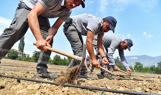 Çandır fasulyesi toprakla buluştu