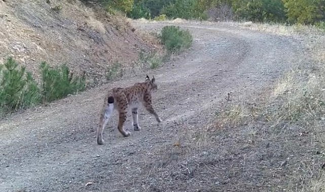 Çankırı'da yaban hayatı kamerada