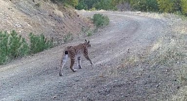 Çankırı'da yaban hayatı kamerada