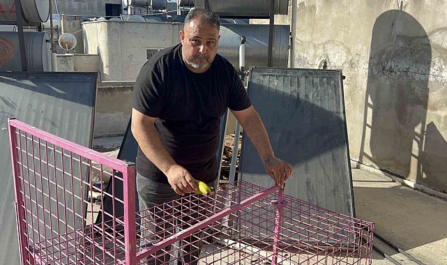 Çatılara kurulan kafeste işe yaramadı, firari maymun hala yakalanamadı