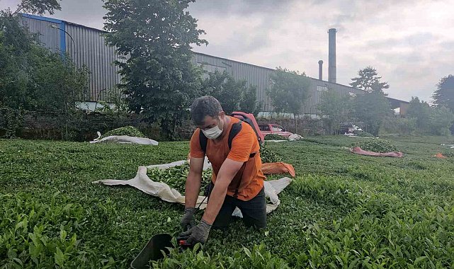 Çay fabrikasının bacasından çıkan kömür tozları çay bahçelerine yağıyor