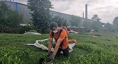 Çay fabrikasının bacasından çıkan kömür tozları çay bahçelerine yağıyor